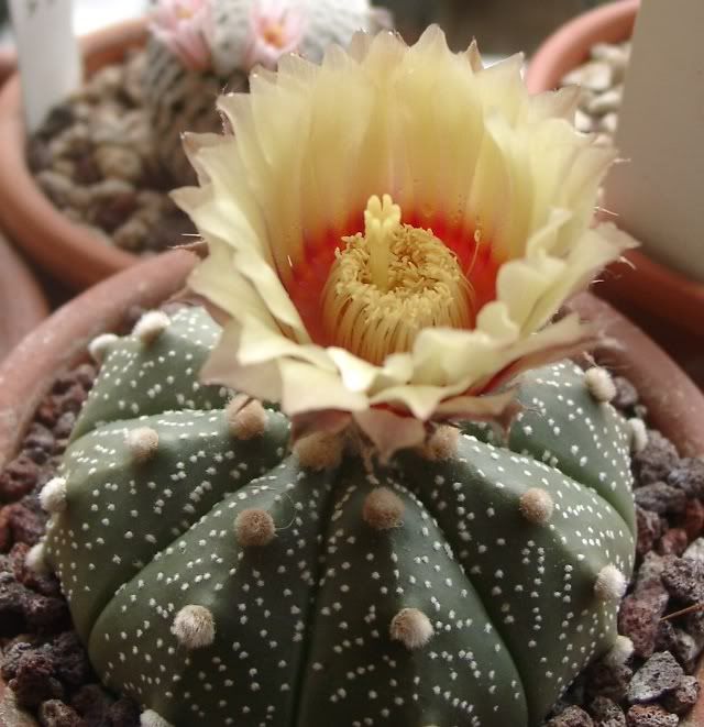 09-asterias12.jpg